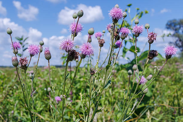 Cirsium arvense flowering in sunny meadow