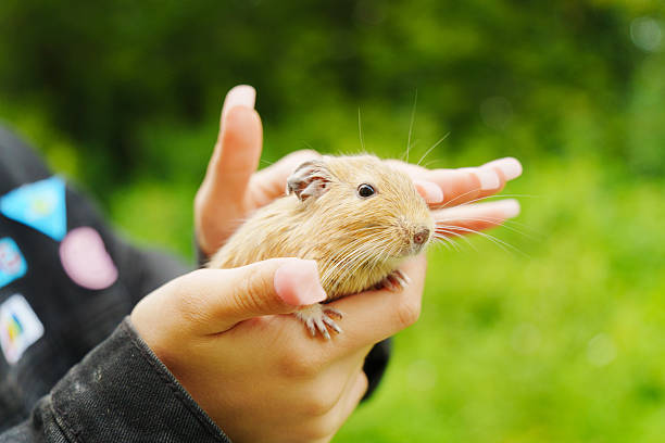 istock A curious squirrel gently on a hand during a sunny afternoon in the garden 2226819242
