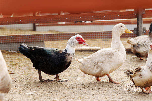 Geese and ducks interacting in a farmyard during a sunny afternoon in a rural setting