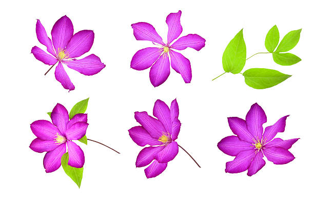Purple clematis flowers isolated on white background. Floral design elements.