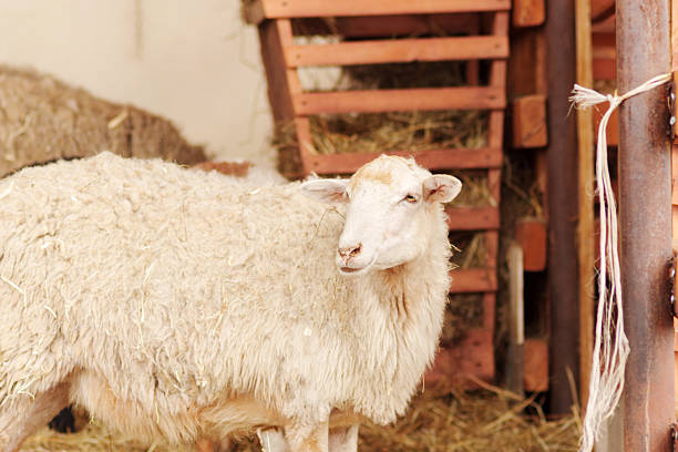 istock Sheep in a barn surrounded by straw on a sunny day in the countryside 2226819692