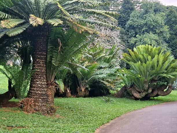 istock tropical plants - botanical Garden in Kandy 2226820286
