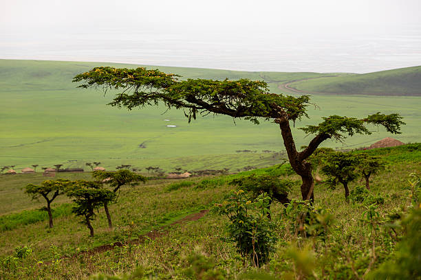 A wide expanse of green slopes unfolds beneath a moody sky, capturing the peaceful and untouched beauty of the African wilderness. The gentle terrain and soft natural light emphasize the harmony between earth and sky in this serene outdoor scene.