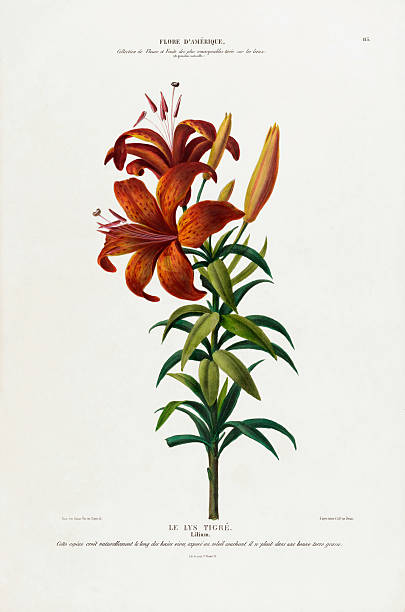 Very Rare, Beautifully Illustrated antique, hand-colored, flowers and fruits Botanical Illustration, Published in 1835. Source: Original edition from my own archives. Copyright has expired on this artwork. Digitally restored.