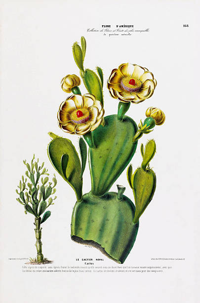 Very Rare, Beautifully Illustrated antique, hand-colored, flowers and fruits Botanical Illustration, Published in 1835. Source: Original edition from my own archives. Copyright has expired on this artwork. Digitally restored.