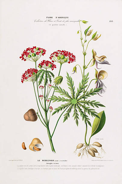 Very Rare, Beautifully Illustrated antique, hand-colored, flowers and fruits Botanical Illustration, Published in 1835. Source: Original edition from my own archives. Copyright has expired on this artwork. Digitally restored.