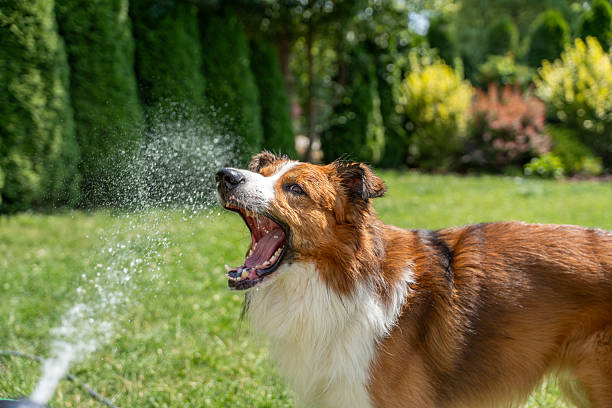 Excited brown and white dog engaging with garden hose spray, trying to catch water stream in mouth during sunny outdoor playtime