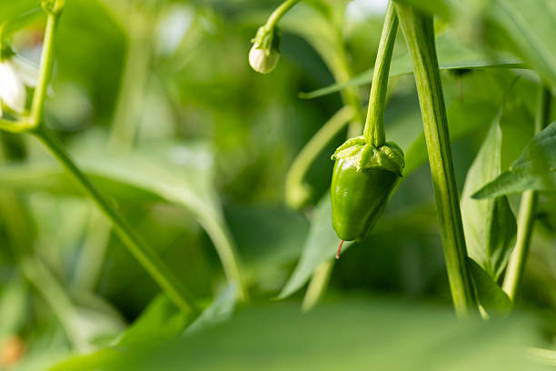 istock A green pepper plant with a green pepper on it 2226826196