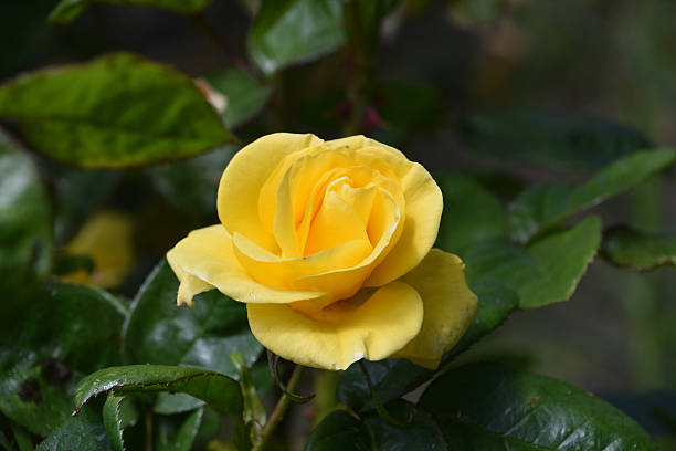 istock Striking Yellow Rose Blooming and Flowering in Spring 2226826626