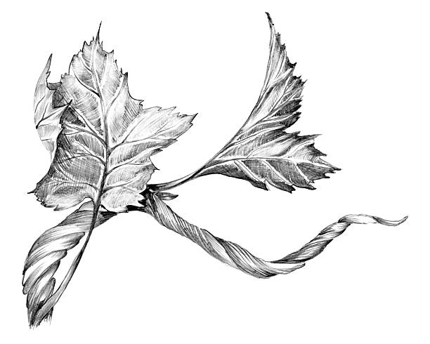 istock Branch of grapevine with leaves. Hand drawn with pencil. Graphic drawing. For food, packaging and cosmetics 2226826826