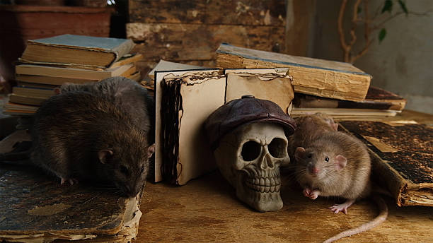 istock Brown rat, old antique books and human skull. 2226827160