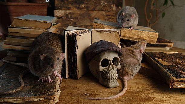 istock Brown rat, old antique books and human skull. 2226827162