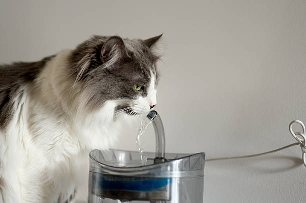 istock Domestic cat drinking fresh water from pet fountain 2226827803