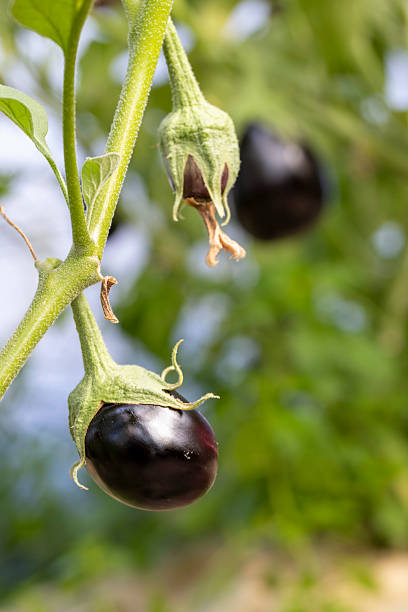istock Three black eggplants are hanging from a green stem 2226827894