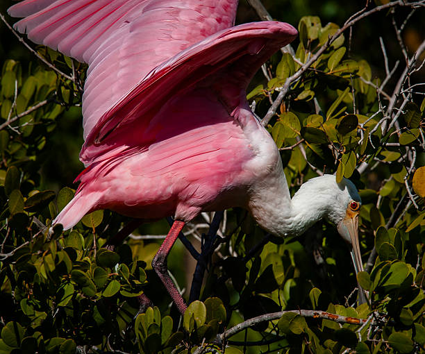 istock Roseate Spoonbill Perched in Mangrove Tree Reaching Downward with Wings Spread 2 2226828390