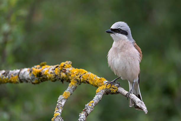 istock Male red-backed shrike (Lanius collurio) 2226829412