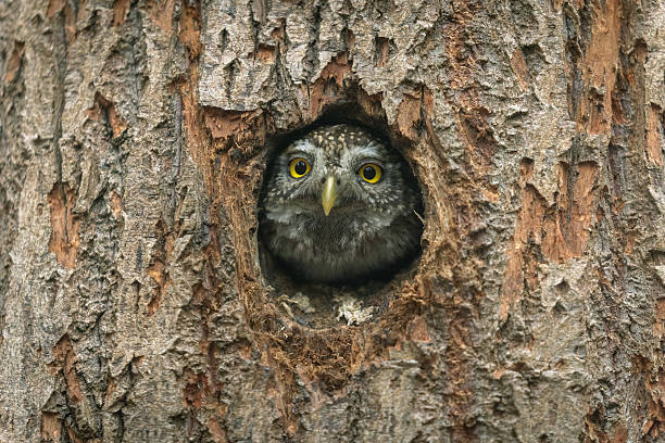 istock Female Eurasian pygmy owl (Glaucidium passerinum) 2226829415