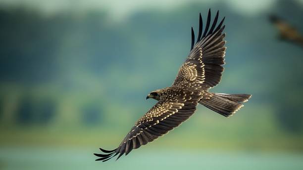 In Hokkaido off the coast of the Shiretoko Peninsula, a White Tailed Eagle is hunting for fish over the ocean.