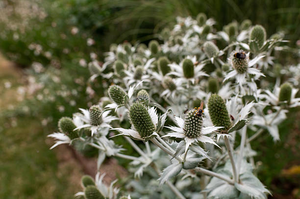 istock A diligent bee pollinates a unique Sea Holly bloom, showcasing biodiversity in a vibrant garden.  Intricate details: A pollinator on a captivating Sea Holly bloom, perfect for nature-inspired design. 2226830421