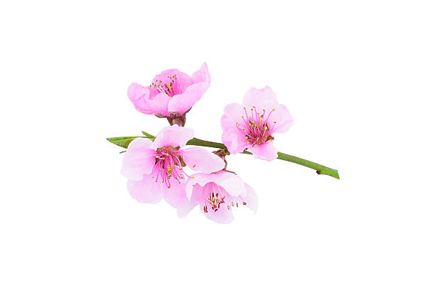 istock Flowering branch of peach isolated on white background. 2226830448