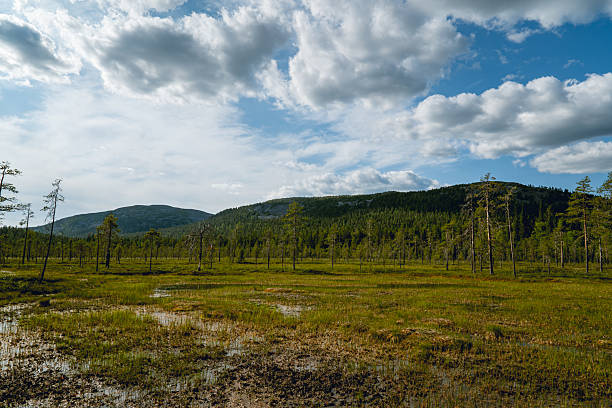 Vast Northern Landscape with Rolling Hills and Scattered Trees Under a Cloudy Sky