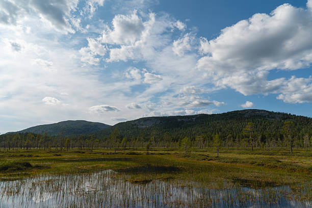 Vast Green Wilderness Under a Cloudy Blue Sky with Reflective Wetlands