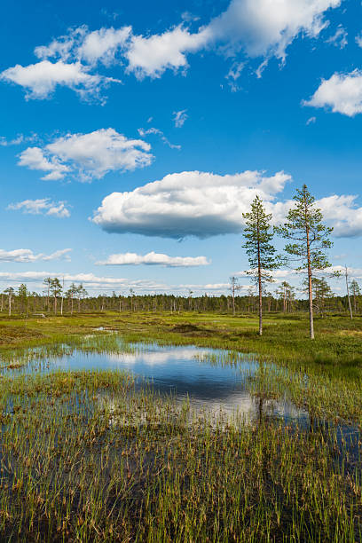 istock Vast Bog Landscape Under a Bright Blue Sky with Fluffy White Clouds and Reflective Puddles 2226830664