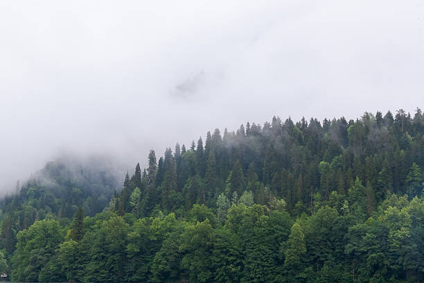 istock Forest with trees and a foggy sky 2226830995