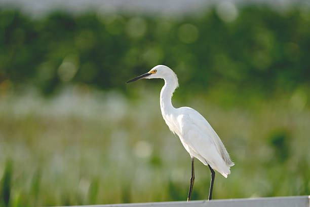 istock Snowy Egret (Egretta thula) Florida, USA 2226832024