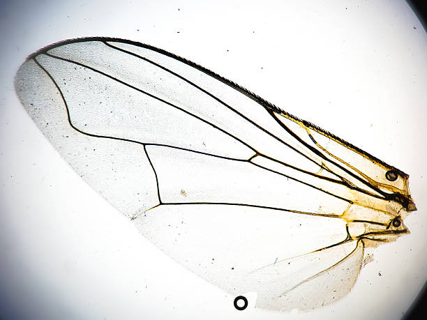 istock Microscopic image of fly wing. Microbiological study of insect in the genetic laboratory. 2226834677