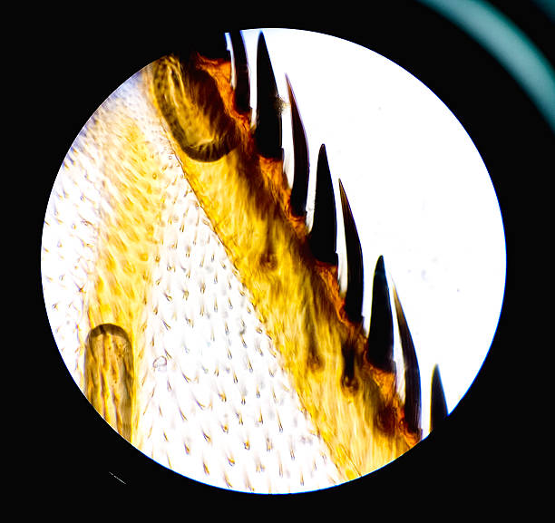 Microscopic image of fly wing. Microbiological study of insect in the genetic laboratory.