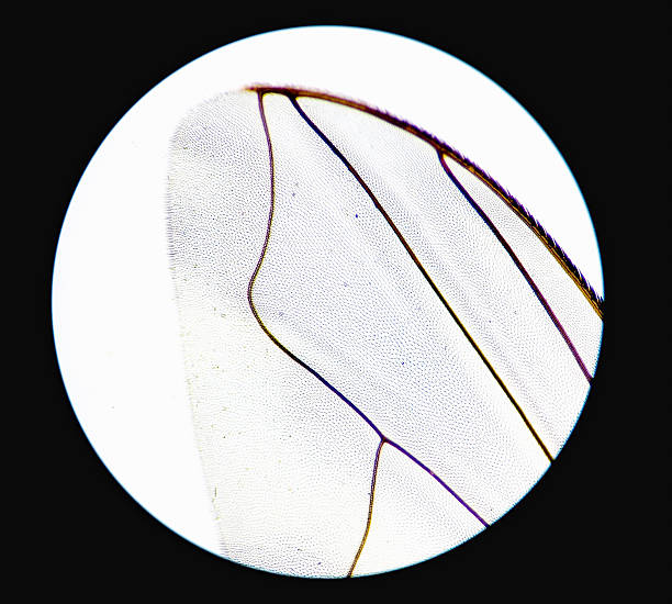 istock Microscopic image of fly wing. Microbiological study of insect in the genetic laboratory. 2226834688