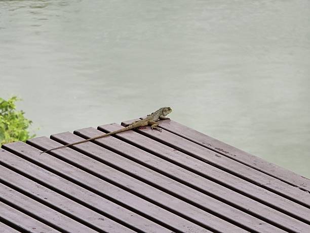 A calm lizard rests on a wooden deck, enjoying the serene view of water. This image captures the essence of wildlife in a natural habitat, emphasizing peacefulness and beauty.