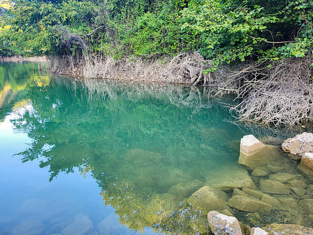 istock Lake at the edge of the forest 2226836983