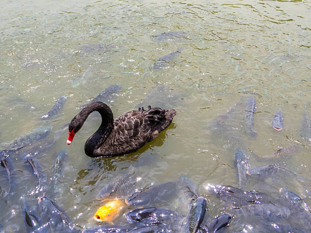 Black Swan and fish waiting to get fed by tourists in the Manting Park in Jinghong, Xishuangbanna Autonomous Prefecture of Yunnan, China