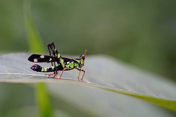 Swarming Locusts (Schistocerca) green grasshoper on a palm leaf