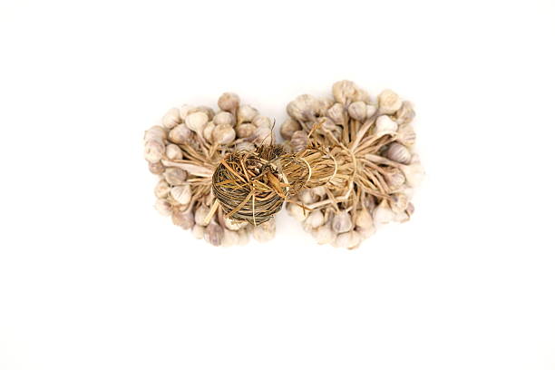 Image of Allium sativum on white background.