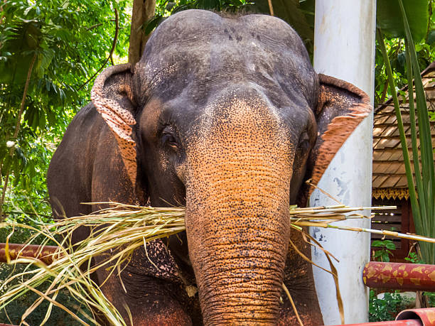 Elephant in the Manting Park, Xishuangbanna, China