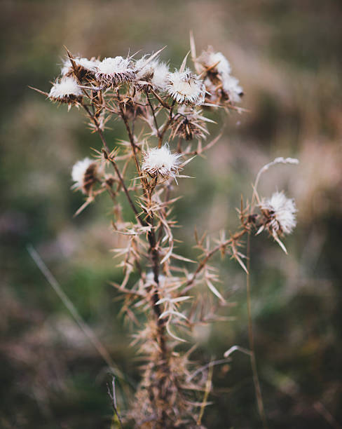 Close-up view of a dried thistle plant featuring fluffy white seedheads and a natural blurred background. The scene captures the beauty of nature in its raw, untamed state, evoking a sense of peaceful solitude and the changing seasons.