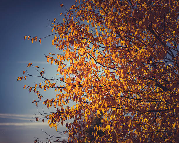 A captivating display of autumn foliage, this image showcases golden leaves on tree branches enhanced by sunlight under a cloud-swept blue sky. The vibrant colors and natural composition exude warmth and convey the peaceful essence of fall. Perfect for themes involving nature, seasons, or tranquility, this representation of autumn's beauty is visually stunning.