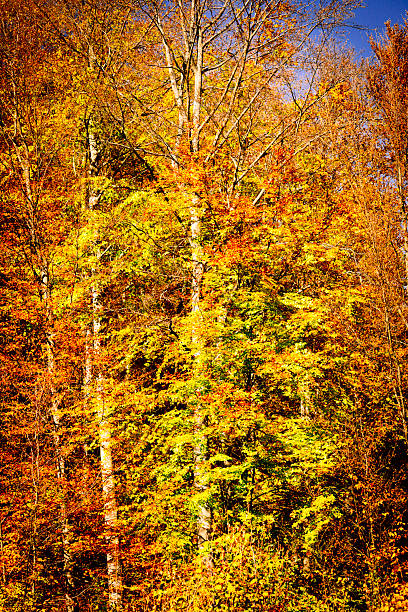 Bright autumn scenery showcasing a diverse forest filled with vivid foliage in yellow, orange, and red tones with tall trees against a clear blue sky. This picturesque scene captures the tranquility and beauty of the fall season, evoking a sense of peace and natural charm.