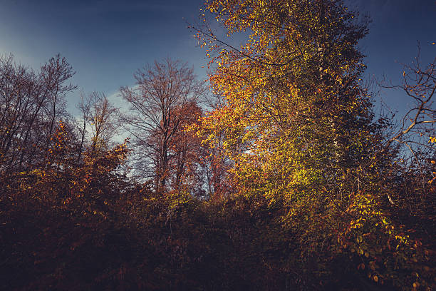 Vibrant golden hues of autumn foliage come alive under a pristine blue sky. Capturing scenic autumnal beauty, this image showcases the harmony of nature with trees illuminated by the sunlight. Ideal for themes like seasonal change, outdoor serenity, and the splendor of forests during autumn.