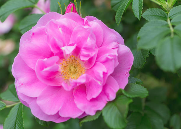 istock Old Fashioned Rugosa Rose 2226838718