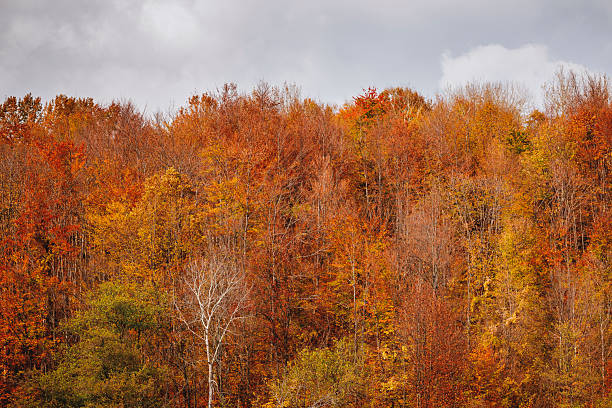 Photograph capturing an autumn forest adorned with vibrant hues of orange, red, and yellow foliage, interspersed with bare and evergreen trees. The scene evokes seasonal charm and tranquility with contrasting cloudy skies above, emphasizing the natural beauty. A perfect representation of the fall season's captivating landscapes.