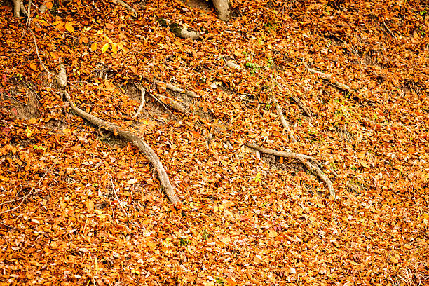 Rust-colored autumn leaves blanket the ground, featuring exposed tree roots creating a natural and organic aesthetic. The scene captures the serene beauty of the fall season. Ideal for themes focused on autumn, nature, and tranquility.