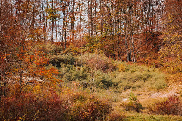 Vivid forest landscape showcasing beautiful autumnal colors of trees and scattered bushes. The image captures the transitions of nature during the fall with mesmerizing yellows, oranges, and greens in an untouched environment—a picturesque scene perfect for nature, seasonal, and landscape-themed uses.