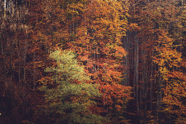 A colorful woodland featuring autumn foliage with vibrant red, orange, and yellow hues complementing the serene green tones. The intricate details of the forest create an atmosphere of peace and natural beauty. A perfect representation of seasonal change and the splendor of nature.