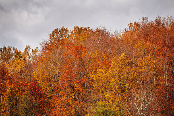 Vibrant autumn trees with red and gold foliage bask beneath a soft overcast sky. The scene highlights the warm tones of the season, blending nature's beauty with a touch of somber tranquility. Ideal for depicting autumn landscapes, seasonal change, or serene outdoor settings.