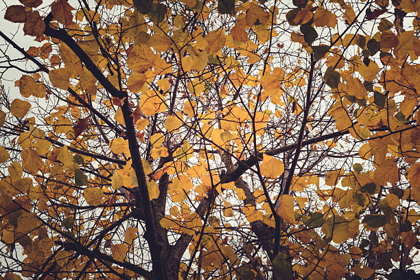 Vivid yellow autumn leaves cover the branches of a tree, creating a warm display against the backdrop of a gray overcast sky. The contrasting colors evoke a serene and nostalgic atmosphere, embodying the essence of the autumn season.