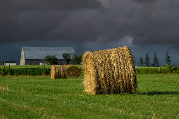 istock Farm Field Hay Bales 2226839356